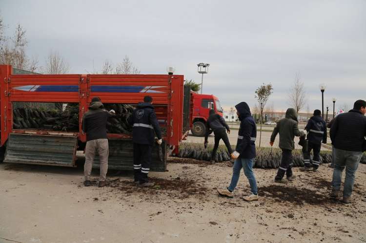 4 Bin Adet Fidan Dağıtılacak 